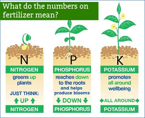 6-4-0 fertilizer meaning: Unearthing the Secrets of Soil Nutrition and Beyond