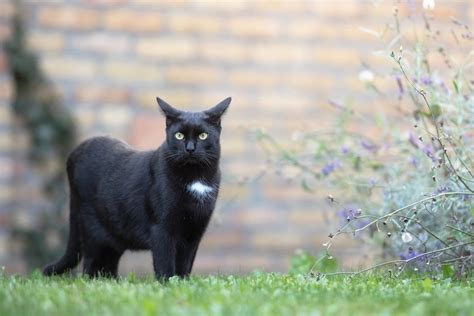 hera 取扱店: なぜ猫は時々哲学者になるのか？