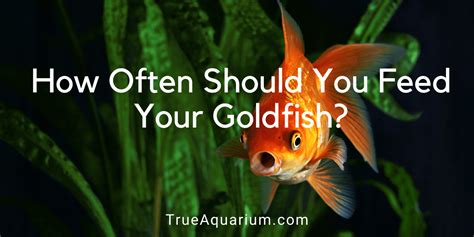 How Often Should You Feed Your Goldfish: A Dive into the Depths of Fishy Feeding Frenzies