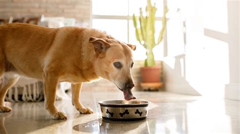 What to Feed a Dog with Hyperthyroidism: Navigating the Culinary Maze of Canine Health and Cosmic Energy